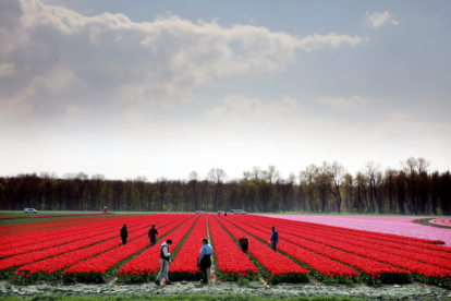 Seizoensarbeiders, onder wie werkkrachten uit Oost-Europa, aan het werk op een bollenveld in Zeewolde. Foto: ANP / Stijn Rademaker