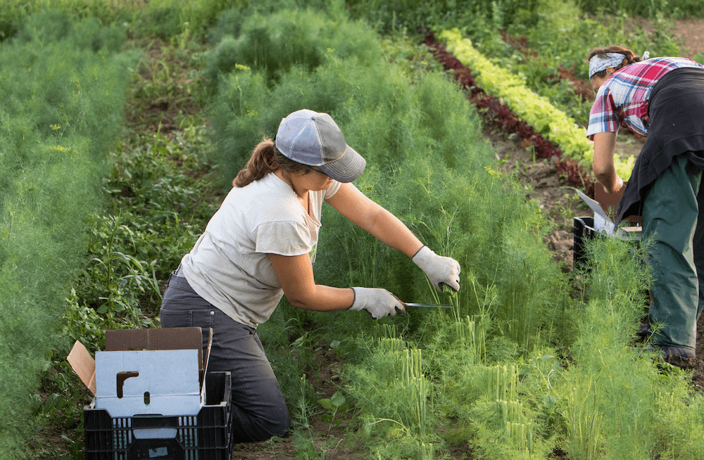 We kunnen zonder migranten, zegt deze hoogleraar, als we hun werk zelf